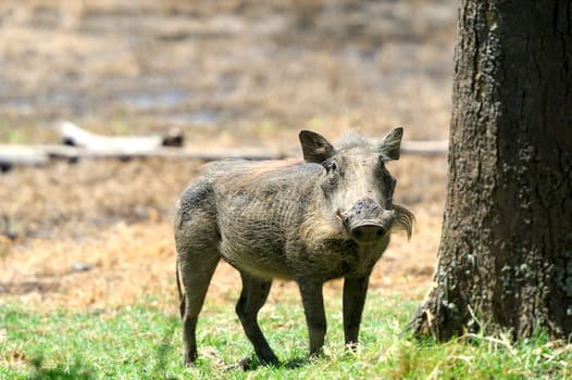 Running warthog on the National Park, Kenya