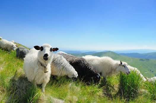 Flock of sheep in a mountain valley