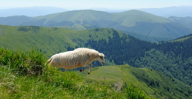Sheep jumping in a mountain