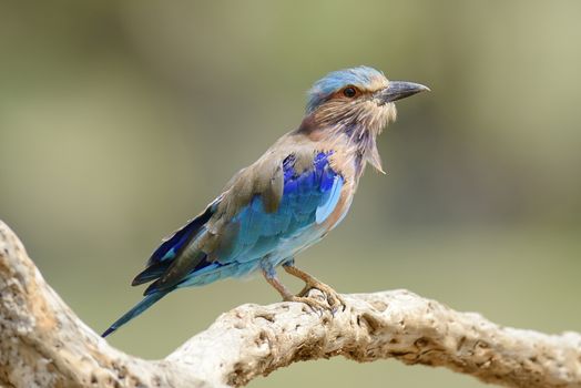Blue Indian Roller on a dead branch