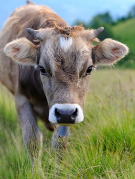 Cows on a summer meadow in mountains