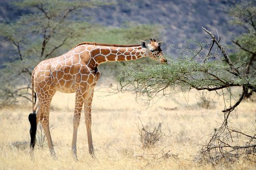 Giraffe in the wild. Africa, Kenya