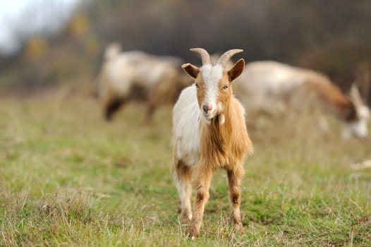 Goat in meadow. Goat herd