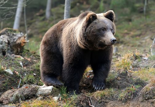 A big brown bear in the forest