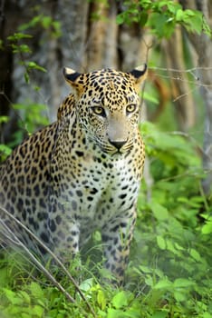 Leopard in the wild on the island of Sri Lanka