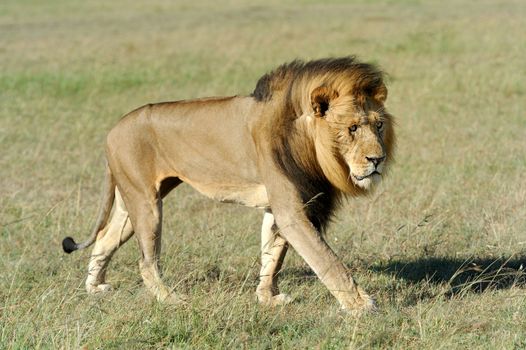 Beautiful Lion Caesar in the grass of Masai Mara, Kenya