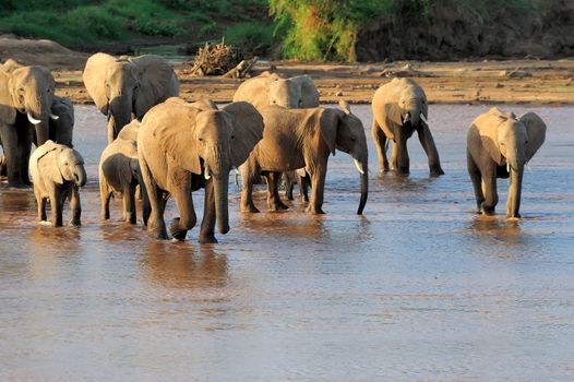 African elephants in river. National Park in Kenya, Africa