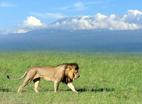 Lion on savanna landscape background and Mount Kilimanjaro
