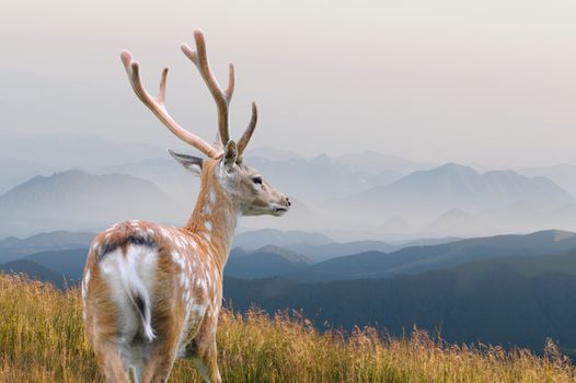 Whitetail Deer standing in autumn mountain