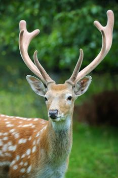 Whitetail Deer standing in summer wood