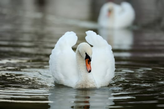 Swan swimming in the lake