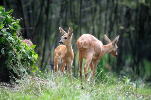 Young deer in summer forest