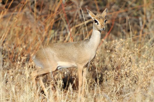 Dik-dik, a small antelope, Samburu National Reserve, Kenya, East Africa