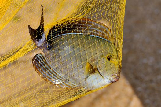 Big fish in a yellow fishing nets