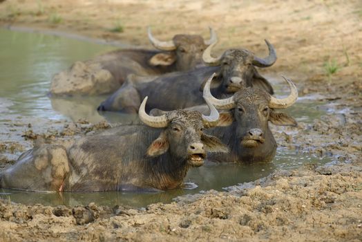 Water buffalo are bathing in a lake in Sri Lanka