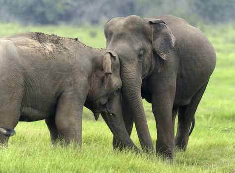 Elephants in National Park, Sri-Lanka