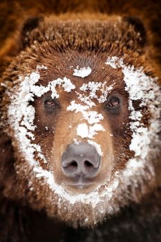 Close-up portrait wild brown bear 