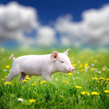 Young pig on a spring green grass in meadow