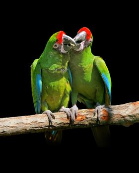 Parrot (Severe Macaw) on black background