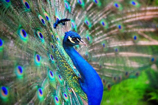 Portrait of beautiful peacock with feathers out