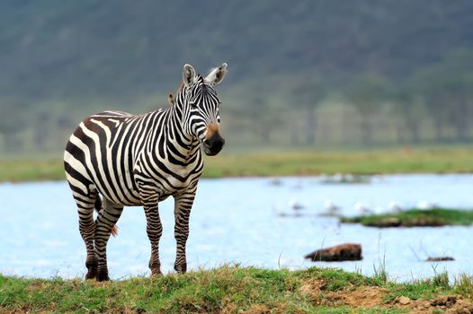 Zebra in the lake of the National Park. Africa, Kenya