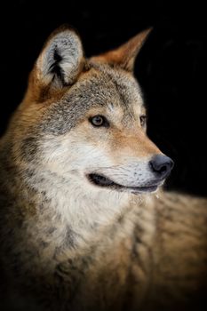 Portrait wild wolf on dark background