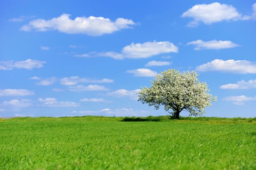 Single blossoming tree in spring on rural meadow