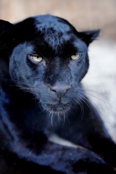 Wild black leopard in a natural environment