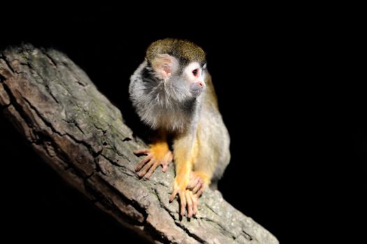 Close-up baby of a Common Squirrel Monkey on branch in dark background