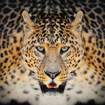 Close-up wild leopard portrait on the dark background