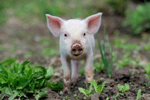 Piglet on spring green grass on a farm