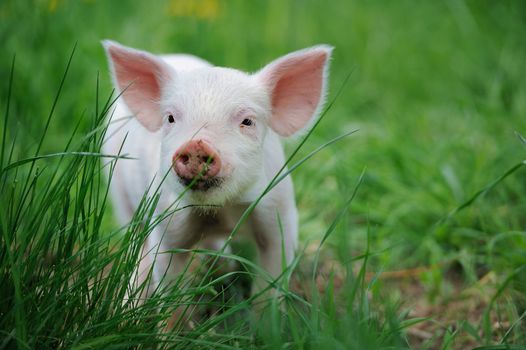 Piglet on spring green grass on a farm