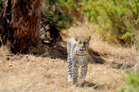 Leopard in the wild. National park of Kenya