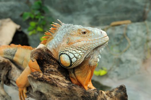 Close-up of a multi-colored male Green Iguana