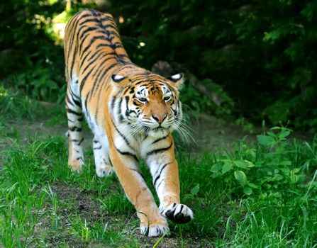 Amur Tigers on a geass in summer day