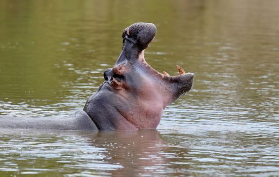 Hippo family (Hippopotamus amphibius) in the water, Africa