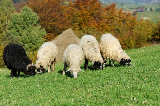Flock sheep in autumn field on a farm