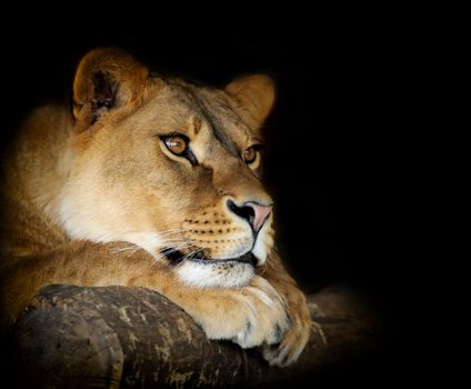 Close-up lion female portrait on dark background