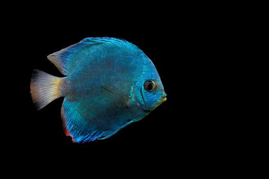 Ckose up blue fish on dark background
