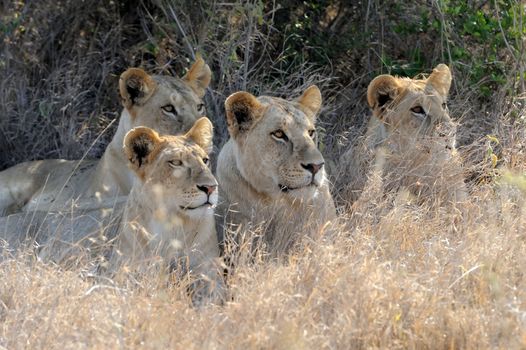 Close lion in National park of Kenya, Africa