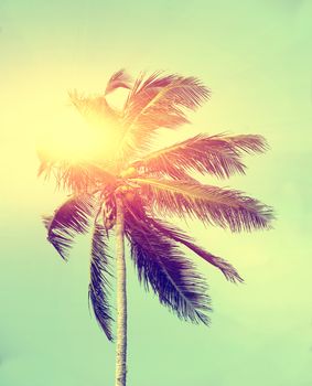 Coconut green palm tree on blue sky background