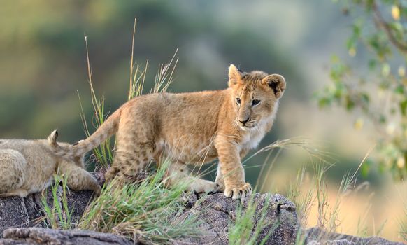 African Lion cub, (Panthera leo), National park of Kenya, Africa