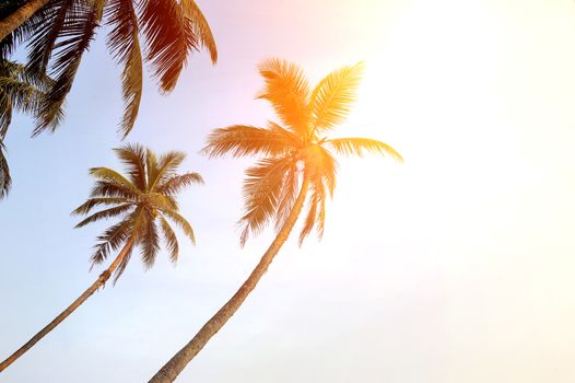 Coconut green palm tree on blue sky background