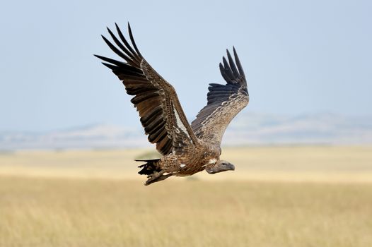 Vulture flying. Masai Mara National Park, Kenya