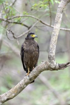 Crested Serpent Eagle resting on a tree