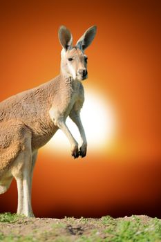 Young kangaroo standing at sunset