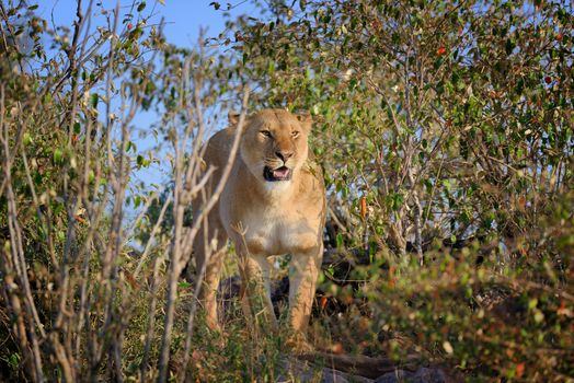 Close-up lion in National park of Kenya, Africa