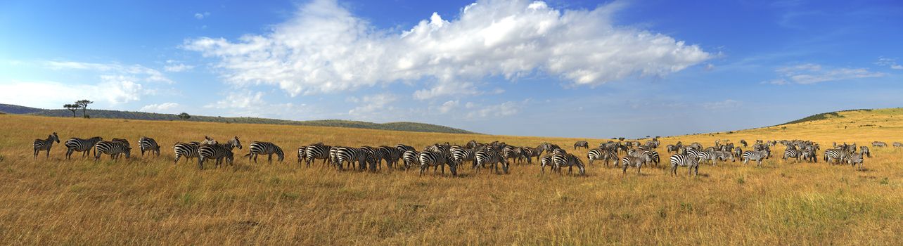 Zebras in a row walking in the savannah in Africa. National park Masai Mara in Kenya