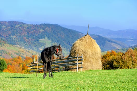 Bay horse skips on a green meadow against mountains