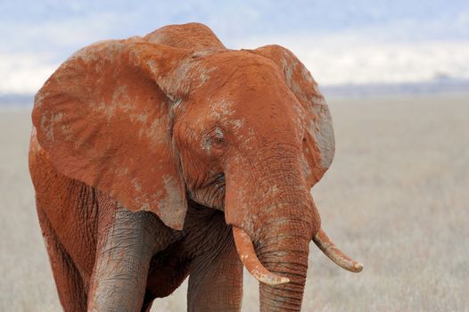 Elephant in National park of Kenya, Africa